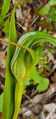 Pterostylis australis