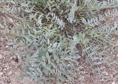 Astragalus gypsodes