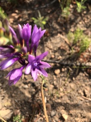 Thereianthus spicatus