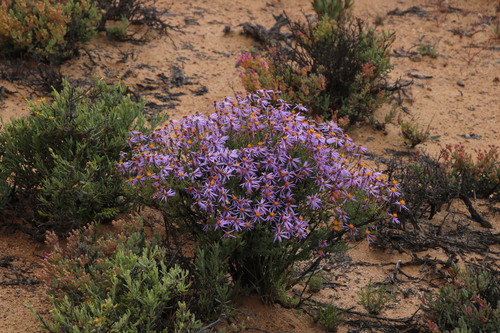 Image of Felicia brevifolia by (c) Tony Rebelo, some rights reserved (CC BY-SA)