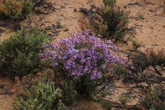 Felicia brevifolia