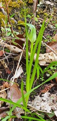 Pterostylis irwinii
