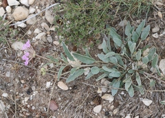 Abronia nealleyi