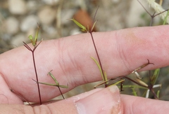 Dicranocarpus parviflorus