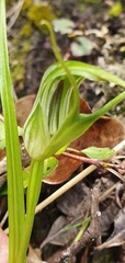 Pterostylis irwinii