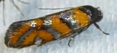 Tingena compsogramma