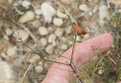 Dicranocarpus parviflorus