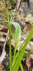 Pterostylis irwinii