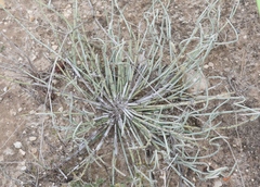 Ephedra torreyana