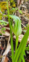 Pterostylis irwinii