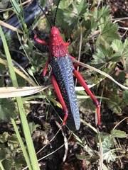 Phymateus morbillosus