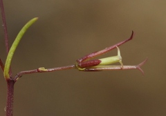 Dicranocarpus parviflorus