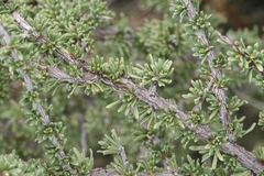 Condalia ericoides