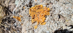 Teloschistaceae