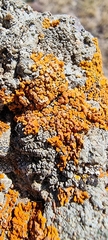 Teloschistaceae