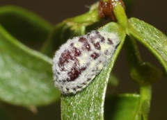 Crypticerya tabernicola