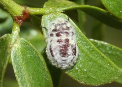 Crypticerya tabernicola