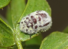 Crypticerya tabernicola