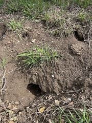 Otospermophilus beecheyi