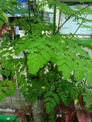 Moringa oleifera