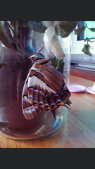 Charaxes sempronius