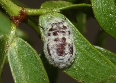 Crypticerya tabernicola