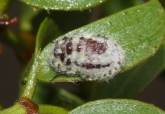 Crypticerya tabernicola