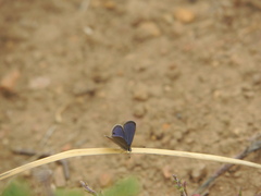 Eicochrysops messapus messapus