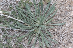 Mentzelia humilis