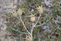 Mentzelia humilis