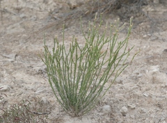 Linum allredii