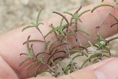 Oenothera gayleana