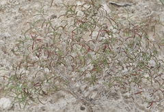Oenothera gayleana