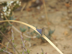 Eicochrysops messapus messapus