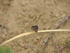 Eicochrysops messapus messapus