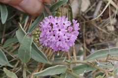 Abronia nealleyi