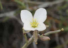 Nerisyrenia camporum