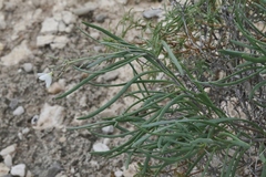 Nerisyrenia camporum