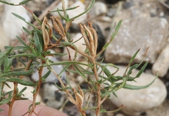 Oenothera hartwegii