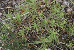Oenothera hartwegii