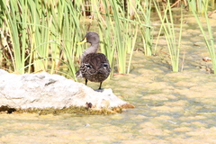 Anas undulata undulata