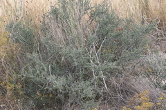 Condalia ericoides