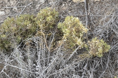 Nama carnosa