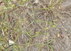 Dicranocarpus parviflorus