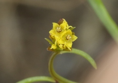 Dicranocarpus parviflorus
