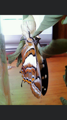 Charaxes sempronius