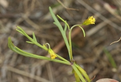 Dicranocarpus parviflorus