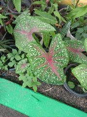 Caladium bicolor