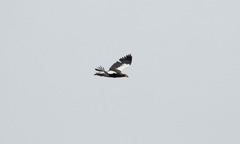 Haliaeetus pelagicus