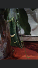 Charaxes sempronius